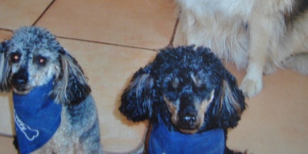Hund in Rosengarten tot gebissen