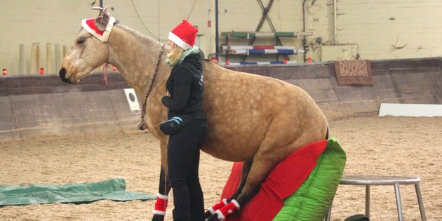 Manuela Feiler aus Lorsch zeigte mit Hengst „Cody“ einige Zirkustricks, die sie ohne Strick durchführte. Foto: Manuel Ding