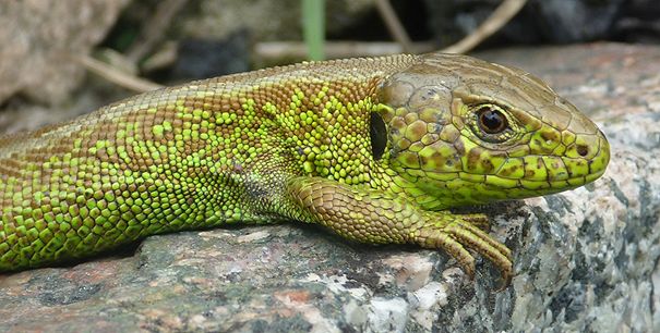 BUZ: Um Eidechsen und anderen Tieren Möglichkeiten zum Unterschlupf zu bieten, bittet der NABU jetzt um Steinspenden. Gesucht werden Sandsteine, andere Natursteine und kleinere Mengen Tonziegel. Foto: NABU