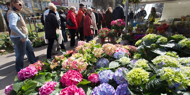 An diesem Wochenende verwandelt sich die Wormser Innenstadt in ein Blütenmeer. Foto: B. Bertram