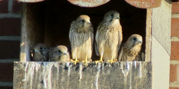 Die jungen Turmfalken im NABU-Nistkasten Anfang Juni 2015. Foto: oh