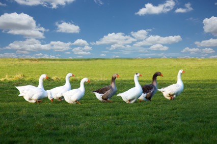 Auch in diesem Jahr wieder ein „Gans” besonderes Erlebnis: Die Gänseverlosung der Werbegemeinschaft Biblis. Foto: Alexandra H./pixelio.de