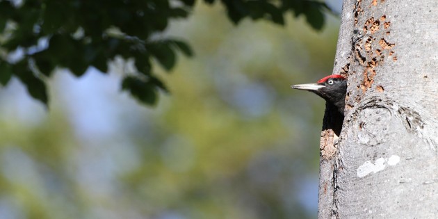 Musikant und Wohnungsbauer: Der Schwarzspecht lebt in naturnah gepflegten Wäldern. HessenForst stellt seine Höhlenbäume unter Schutz. Davon profitieren viele andere Arten. Foto: H.-J. Fünfstück, piclease/ HessenForst