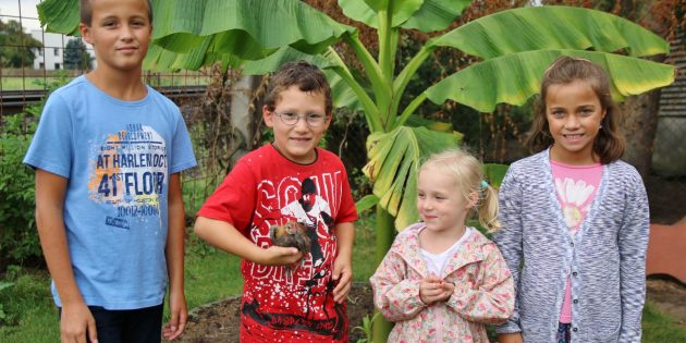 Der junge Nachwuchs beim Kleintierzuchtverein Bobstadt hat sich ein lebendiges Hobby ausgesucht. Robin weiß, wie man das Holländische Zwerghuhn halten muss. Max (links) ist stolz auf seine schätzungsweise 30 Bergfarbenen Zwerghühner und weitere Rassen, seine Schwester Vanessa (rechts) hat nicht so viele Hühner. Die dreijährige Effi erzählte begeistert von ihren Hühnern, die bei ihr zu Hause leben. Foto: Hannelore Nowacki