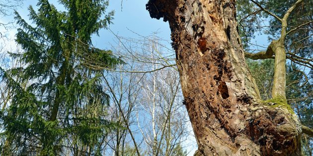 Totholz bietet im Wald zahlreichen Arten idealen Lebensraum, so wie beispielsweisen Spechten für deren Nistlöcher. Foto: pixabay.com