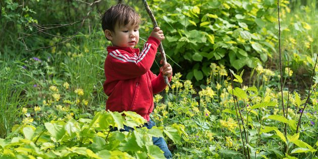 Der Wald als naturnaher Raum für Erziehung steht im Mittelpunkt des Konzeptes des Waldkindergartens. Foto: pixabay.com