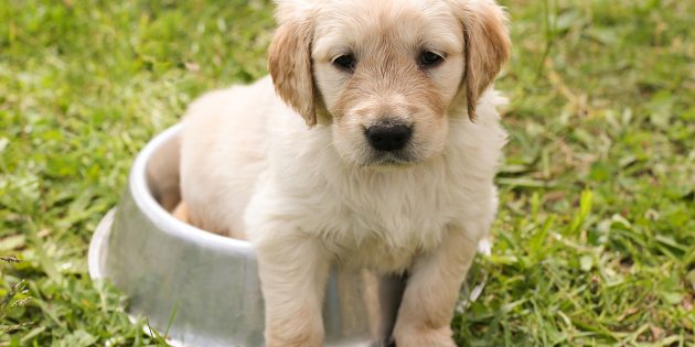So süß sie auch aussehen mögen: Tiere sind keine Weihnachtsgeschenke. In diesem Zusammenhang warnt der Kreis Bergstraße aktuell vor Hundehändlern. Foto: pixabay.com