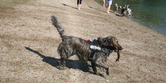 In Lampertheim wird viel für Hunde geboten, so etwa der Hundebadetag in den Biedensand Bädern. Dennoch ist es für die Hundehalter unerlässlich, auch die entsprechende Hundesteuer zu entrichten. Archivfoto: TIP-Verlag