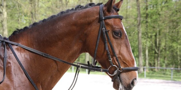 Neue Reitschüler willkommen