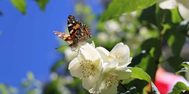 Auch in Bürstadt, Bobstadt und Riedrode verbergen sich hinter einigen Türen wunderschöne Gärten samt Blütenpracht. Foto: pixabay.com