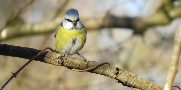 Vogelbeobachtung im heimischen Garten