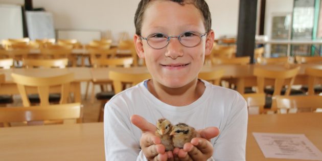 Der junge Nachwuchs beim Kleintierzuchtverein Bobstadt ist mit den Eltern zusammen aktiv.  Robin ist von den Küken begeistert, die erst einen Tag alt sind, aber schon sehr neugierig. Foto: Hannelore Nowacki