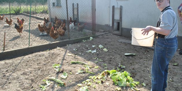 Hühner füttern war eine der Aufgaben, die sehr zu deren Freude auf die vier Besucher aus der Tagesförderstätte der Lebenshilfe Worms beim Kleintierzuchtverein Hofheim warteten. Foto: Benjamin Kloos