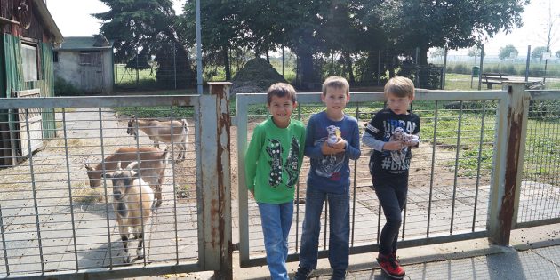 Marlon, Lennert und Brian (v.l.), die gemeinsam mit ihren Eltern das Herbstfest besuchten, schauten interessiert bei der Fütterung der Tiere im Gehege zu. Foto: Sigrid Samson