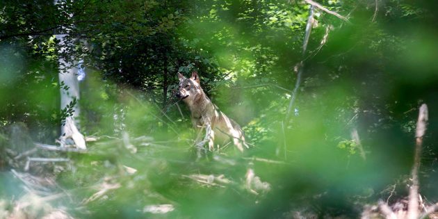 Am letzten Sonntag wurde im Odenwald erstmals nach 150 Jahren wieder ein Wolf gesichtet. Foto: Hans Oppermann