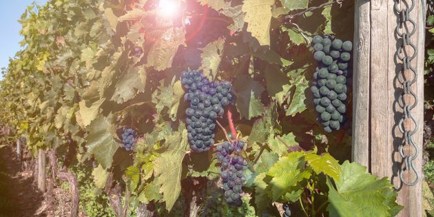 Edler Rebensaft steht neben kulinarischen Köstlichkeiten und Geselligkeit bei HCV-Weinfest im Mittelpunkt. Foto: pixabay.de