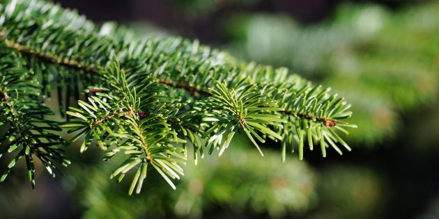 Weihnachtsbäume gesucht!