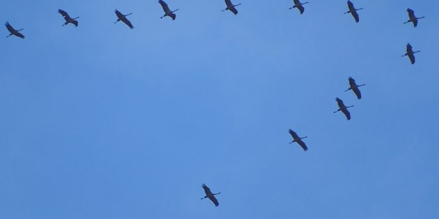 Über Bürstadt ziehen derzeit viele Kraniche in der typischen Keilformation am Himmel. Foto: oh