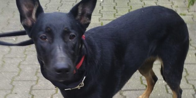 Mischlingshündin herrenlos aufgefunden