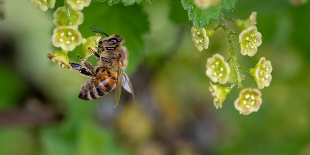 Bienen sind für den Menschen wichtig – daher gilt es sie zu schützen, unter anderem durch blühende Pflanzen. Foto: pixabay.com