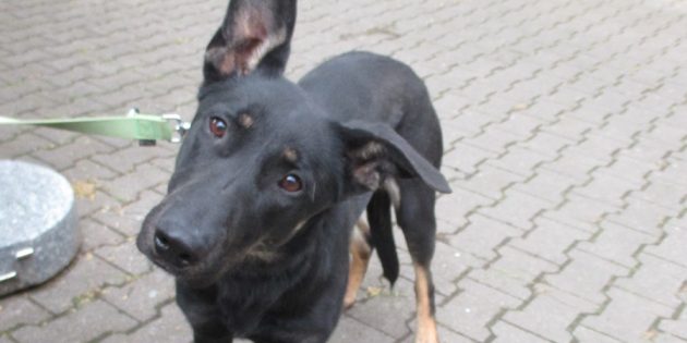 Ein glücklicher Hund im Tierheim – wie geht das?