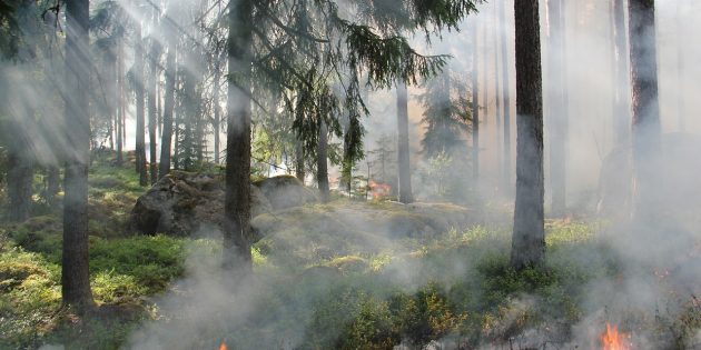 Aufgrund der anhaltenden Schönwetterphase und der andauernden Trockenheit kann es leicht zu Waldbränden kommen – bitte beachten Sie die Vorsichtsmaßnahmen. Foto: pixabay.com