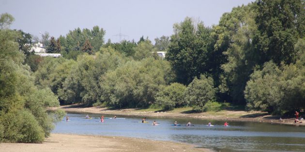 BUZ: Sandbänke statt Wasser – im Altrhein wird das Wasser von Tag zu Tag knapper. Boote und Schiffe mit Tiefgang haben bei Niedrigwasser keine Chance mehr. Foto: Hannelore Nowacki