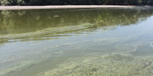 Während der heißen Wochen des Sommers bildeten sich auf dem Lampertheimer Altrhein immer wieder dichte Algenteppiche – eine Gefahr für die Gesundheit der Wassersportler bestand nach Angaben der Stadtverwaltung nicht. Foto: oh