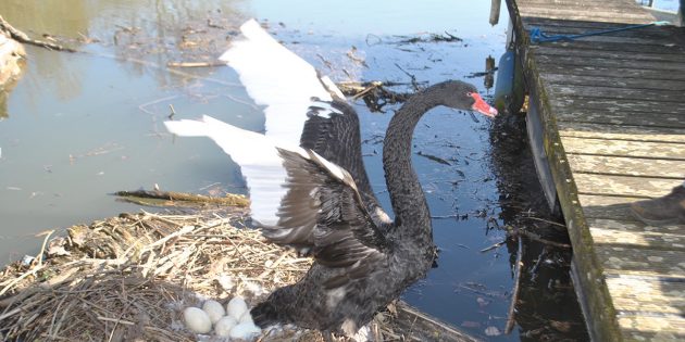 Schwarzer Schwan brütet am Altrhein