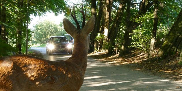 Weniger Verkehrsunfälle als Lichtblick