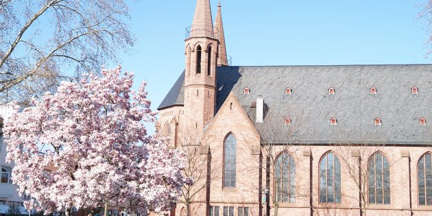 So wie die Magnolie vor der Domkirche soll auch die Lampertheimer Innenstadt bald wieder aufblühen – die FDP hat hierfür Ideen vorgestellt. Foto: Sigrid Samson 