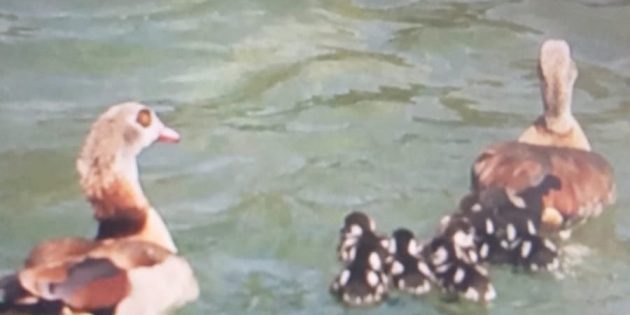 Acht Gänse-Küken entdecken Stadtpark