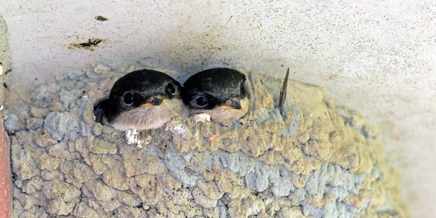 Der Bestand von Mehlschwalben ist in Lampertheim rückläufig – dem möchten die Technischen Betriebsdienste und der Arbeitskreis Biodiversität mit dem zur Verfügung stellen von Nistmöglichkeiten entgegenwirken. Foto: pixabay.com