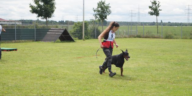 „Pride of Russia Sever", dessen Züchter aus Russland stammt und in spanischem Besitz ist, bei der Dobermann-Körung am Samstag. Foto: Sigrid Samson