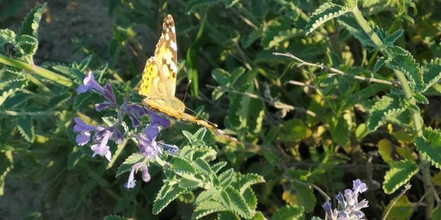 Neben Bienen und weiteren Insekten fühlten sich auch Schmetterlinge in der Naturoase Chausseeallee in Bobstadt heimisch. Foto: Hildegard Schwara