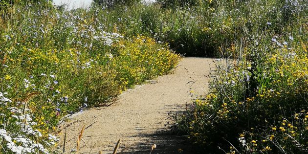 So schön war die Chausseeallee als Naturoase vor dem Mähen. Foto: Hildegard Schwara