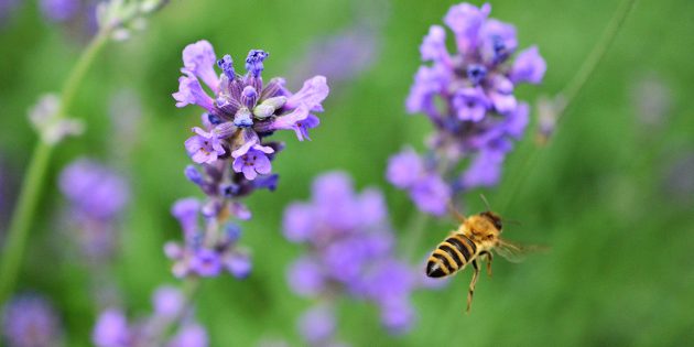 Gärten tragen aktiv zum Klima- und gleichzeitig zum Insektenschutz bei. Lavendel eignet sich hierbei sehr gut, da er anspruchslos in der Pflege ist, aber gleichzeitig optisch ein Hingucker und ein besonderer Bienenmagnet ist. Foto: www.pixabay.com