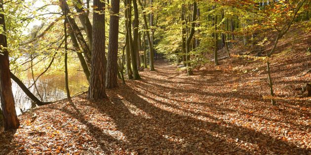 „Waldbaden” am Biedensand