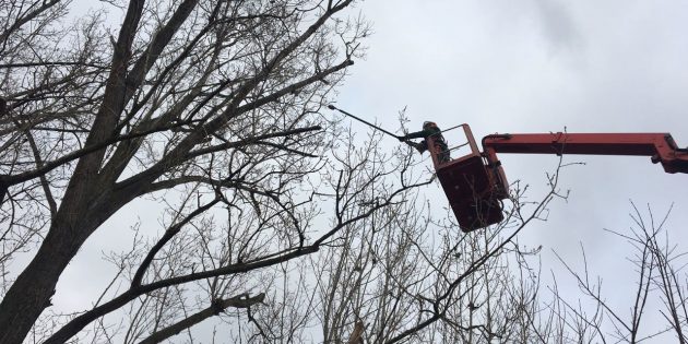 Zur Zeit werden wieder Äste in der Nähe von Stromleitungen geschnitten. Foto: EWR AG