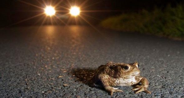 Bald wandern die Kröten wieder – um diese sicher über die Straßen zu bringen, werden Helfer gesucht. Foto: NABU