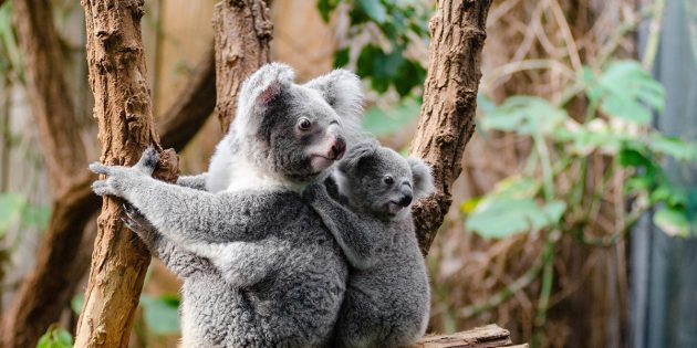 Koalas sowie zahlreiche weitere Tierarten leiden unter den langwierigen Bränden in Australien – für zahlreiche verletzte Tiere ist dringend Hilfe nötig. Foto: pixabay.com