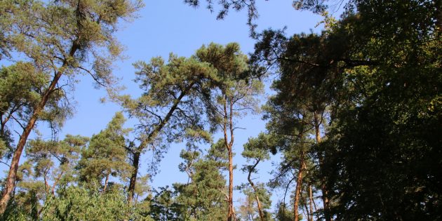 Der 10 Hektar große Stadtwald wird vom Forstamt Lampertheim betreut und bewirtschaftet, wobei der Wald die Funktion als Trittstein für Flora und Fauna hat und eine Klima- und Grundwasserschutzfunktion übernimmt. Ziel ist nicht die Holzproduktion. Im Waldwirtschaftsplan des Forstamtes, der dem Magistrat zur Genehmigung vorliegt, ist 2019 ein von der Stadt Bürstadt zu tragendes negatives Gesamtergebnis von 8.925 Euro entstanden. Den Aufwendungen von 10.824 Euro stehen Erträge von 18.899 Euro gegenüber. „Wir sind dankbar, dass das Forstamt diese Arbeit macht“, erklärte Bürgermeisterin Schader, da die Verwaltung nicht über die Fachkräfte verfüge. Archivfoto: Hannelore Nowacki