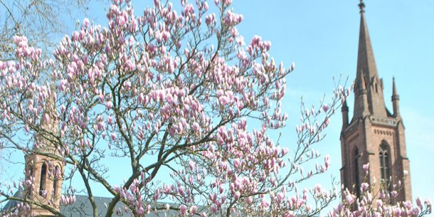 Frühling auf der Domwiese