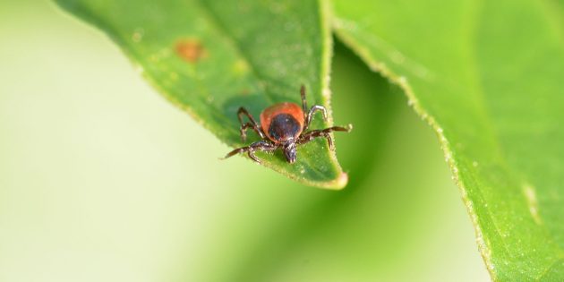 Klein, unscheinbar aber dennoch ein Risiko für die Gesundheit: Zecken. Foto: pixabay.com