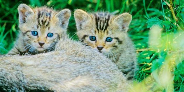 Wildkätzchen sehen jungen Hauskatzen zum Verwechseln ähnlich. Foto: Thomas Stephan/BUND