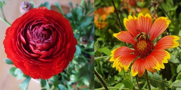Im Gegensatz zur gefüllten Blüte (links) bieten die Blüten der Kokardenblume (rechts) reichlich Nahrung für Insekten. Foto: oh