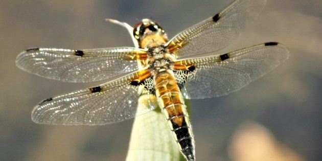 Bei der Insektenzählaktion können viele Insekten beobachtet werden – darunter die Vierfleck-Libelle. Foto: Gabriele Pietraß