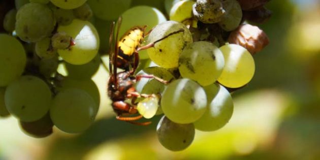 Hornissen jagen Fliegen und Steckmücken für ihren Nachwuchs, aber ernähren sich selbst von Nektar, Pflanzen- und Obstsäften. Foto: oh