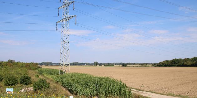 Auf Lampertheimer Gemarkung grünt und blüht es, gut für die Insekten und die Menschen. In der Kernstadt und den Ortsteilen soll es zukünftig mehr begrünte Flächen geben. Foto: Hannelore Nowacki