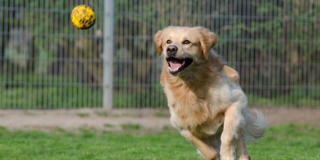 Ein Wunsch vieler Hundebesitzer geht in Erfüllung: Die Stadtverordnetenversammlung Bürstadt hat eine Hundespielwiese beschlossen. Foto: www.pixabay.com